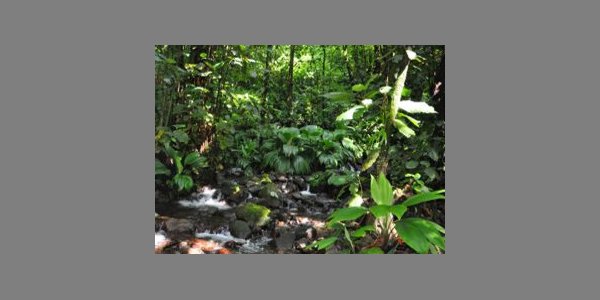 Image:Colloque international : Paysages et biodiversités de la Caraïbe et des Guyanes