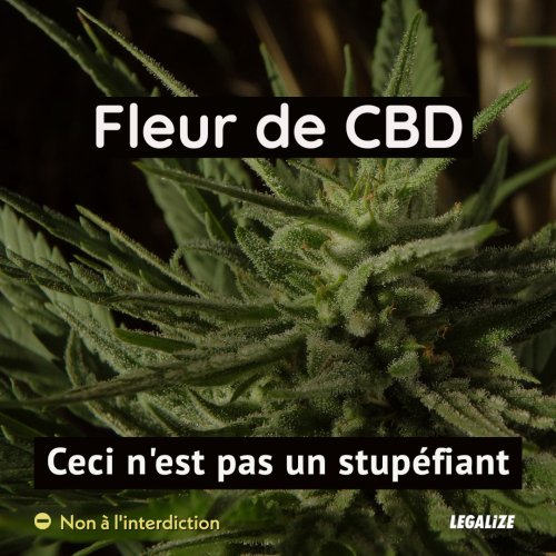 Fleur de CBD - Ceci n'est pas un stupéfiant